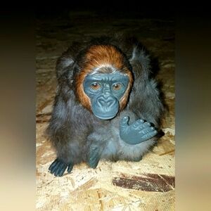 Vtg Real Fur Gorilla Statue